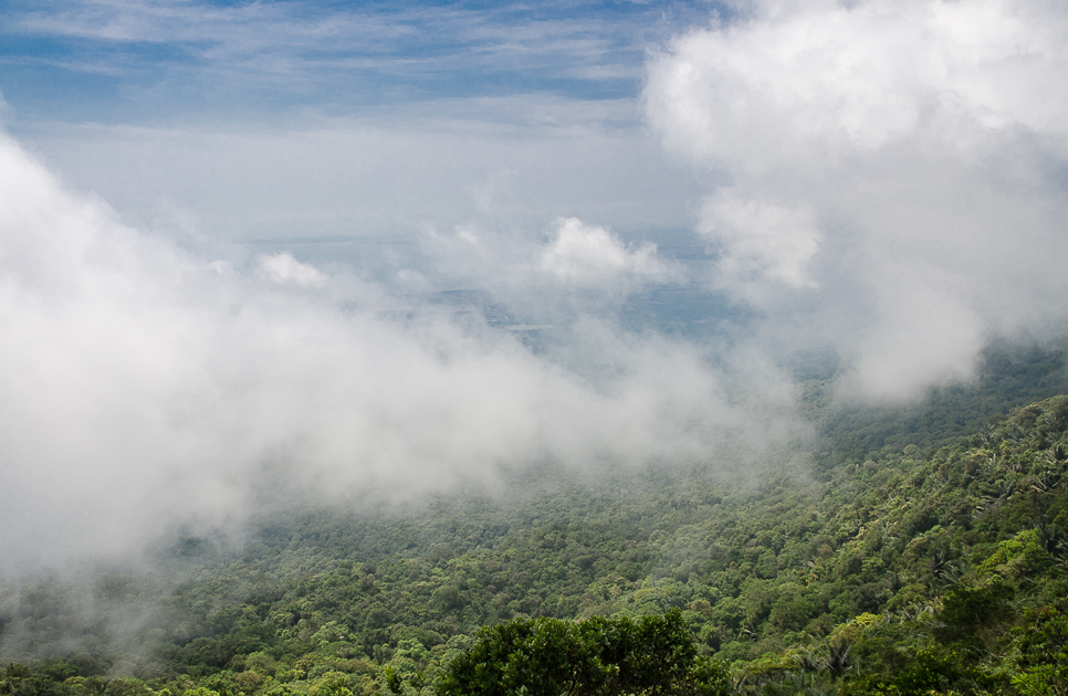 bokornationalparkjungleinthemist.jpg