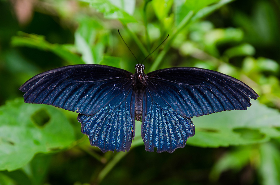 butterflygardenbluebeauty.jpg