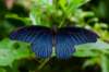 butterflygardenbluebeauty_small.jpg