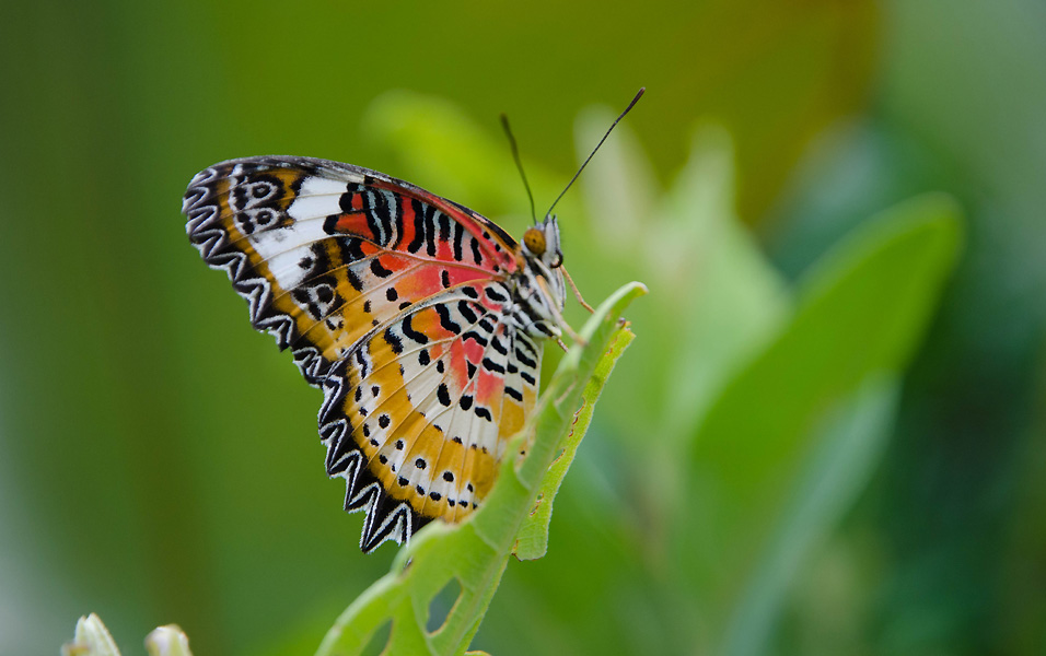 butterflygardencolors.jpg