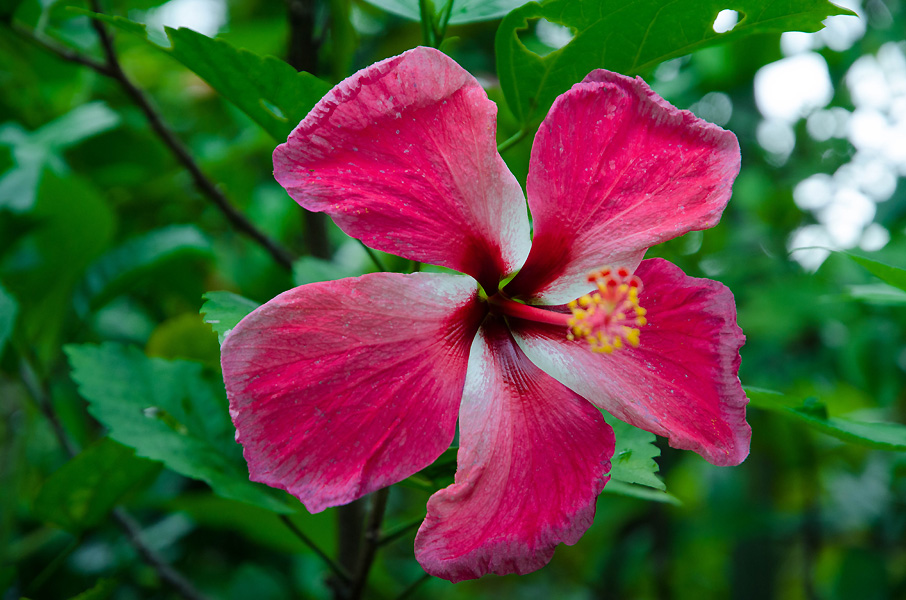 butterflygardenflower.jpg