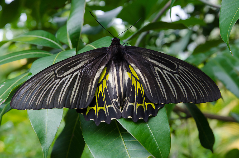 butterflygardenyellowbeauty.jpg