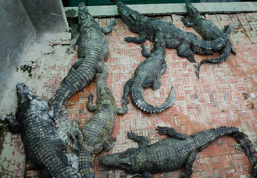 crocodilefarmsleepingtime.jpg