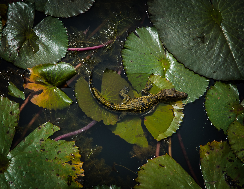 kampotsiamesecrocodile.jpg