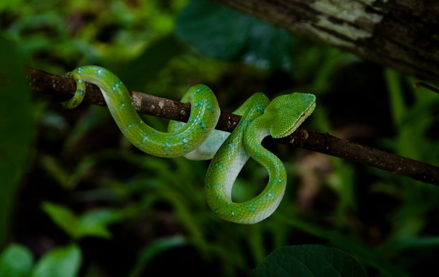 borneobakonationalparkasianpitviper.jpg