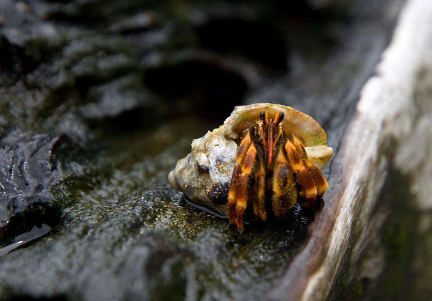 borneobakonationalparkcrab.jpg