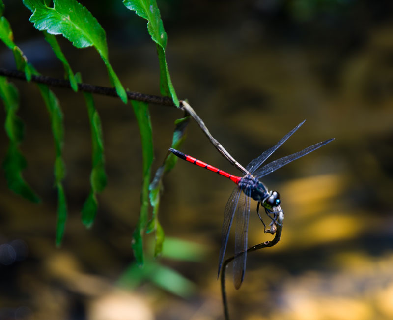 borneobakonationalparkdragonfly.jpg