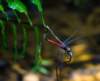 borneobakonationalparkdragonfly_small.jpg