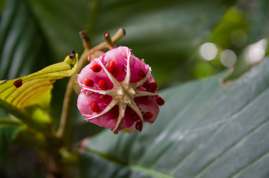 borneobakonationalparkflower.jpg