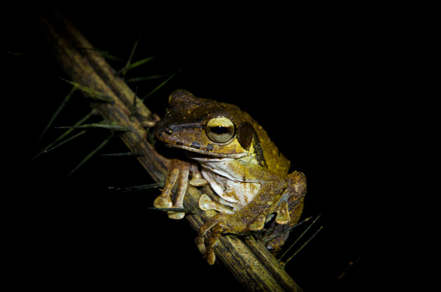 borneobakonationalparkfroggy.jpg