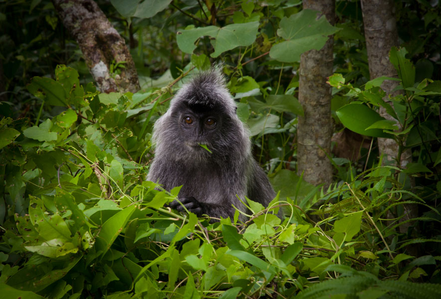 borneobakonationalparkgreyleafmonkey.jpg