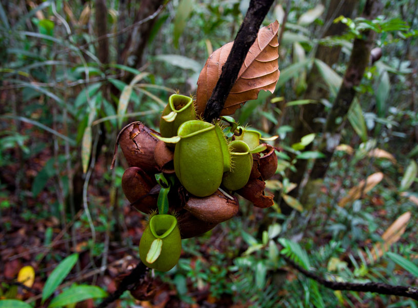 borneobakonationalparkjunglecups.jpg