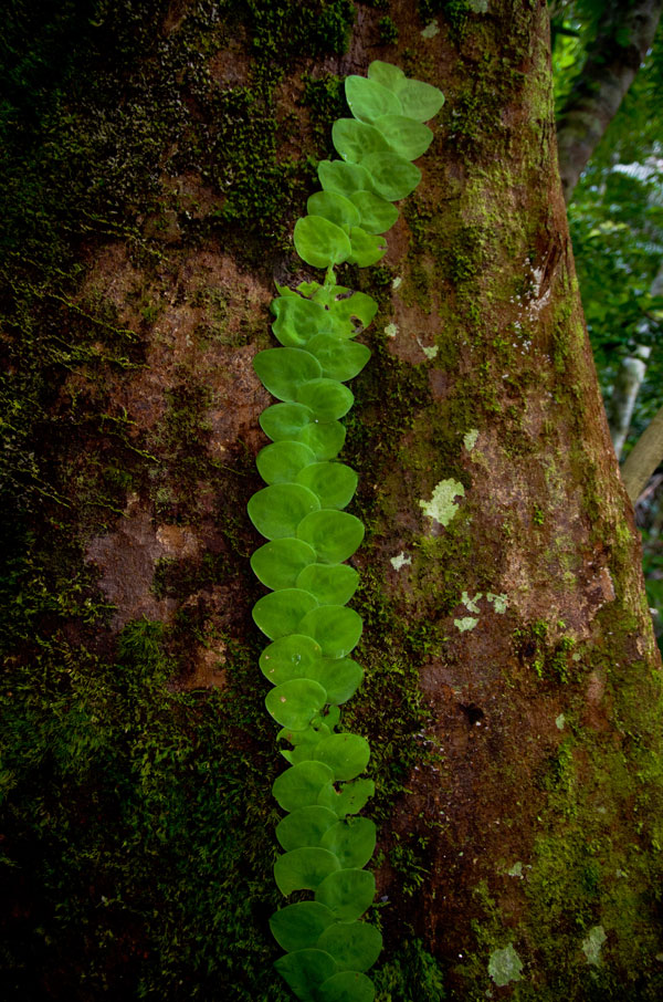 borneobakonationalparkleafparasite.jpg