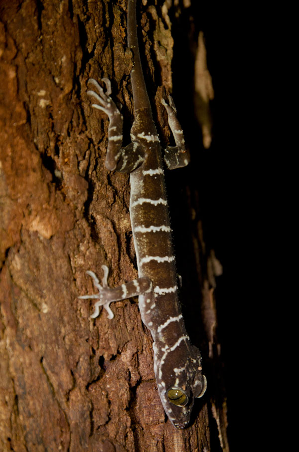 borneobakonationalparklizard.jpg