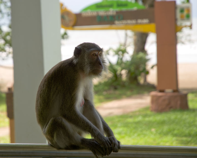 borneobakonationalparklongtailedmacaque.jpg