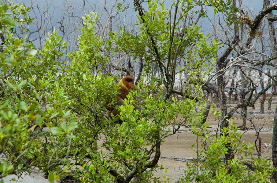 borneobakonationalparkmangroveswamp.jpg