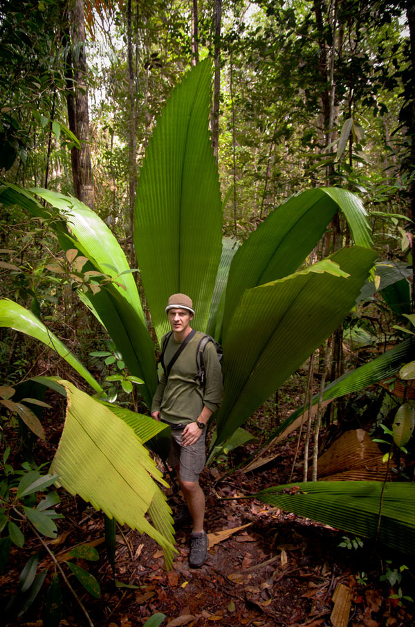 borneobakonationalparkpalm.jpg