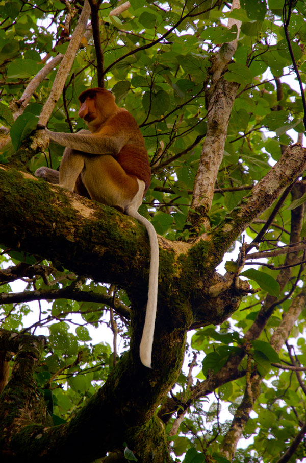 borneobakonationalparkproboscismonkey.jpg