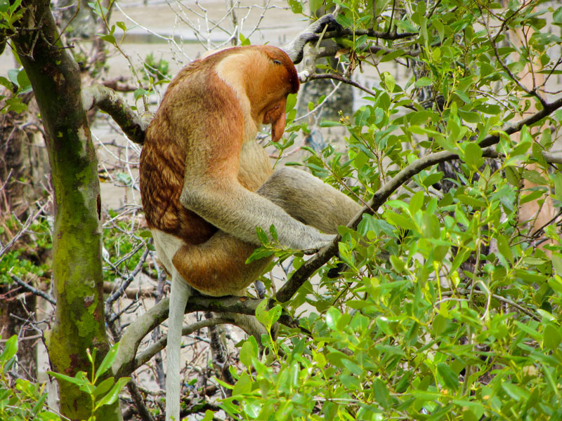 borneobakonationalparkproboscismonkeydetail.jpg