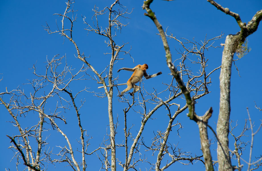 borneobakonationalparkproboscismonkeyjump.jpg