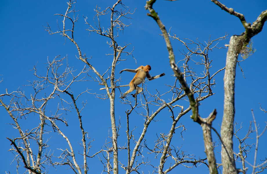 borneobakonationalparkproboscismonkeyjump.jpg