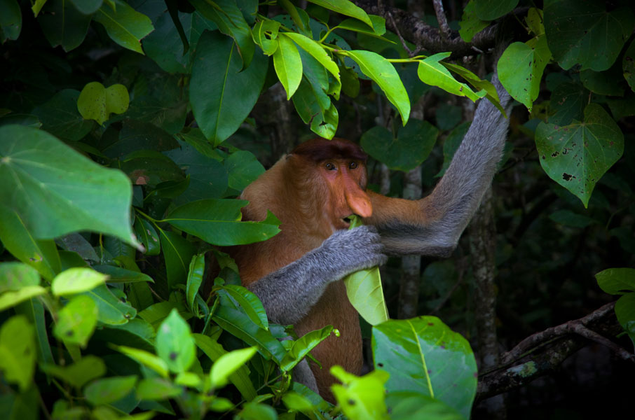 borneobakonationalparkproboscismonkeylunchtime.jpg