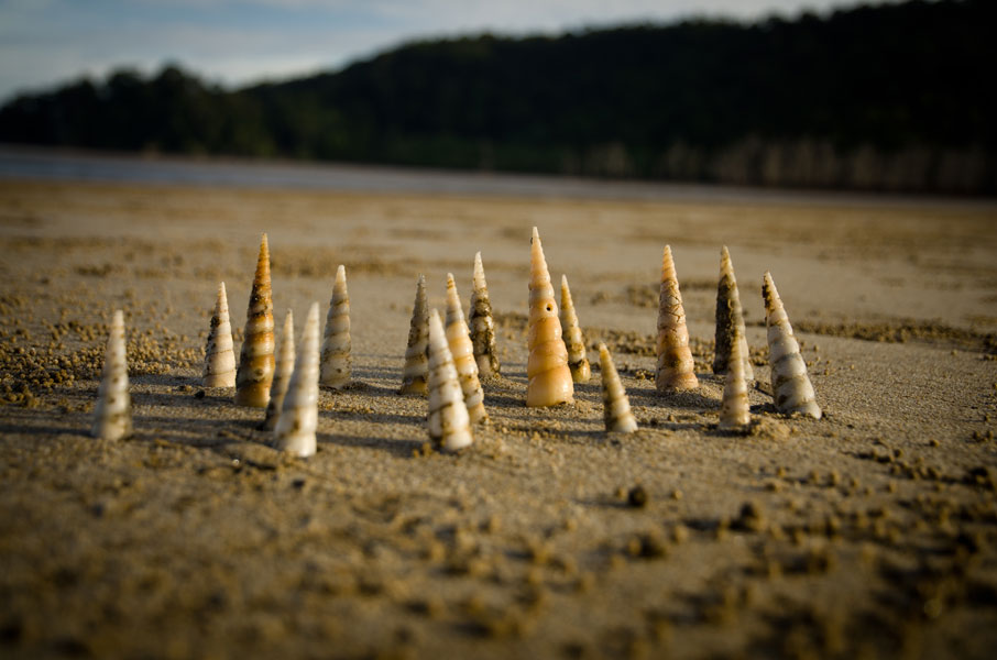 borneobakonationalparkshells.jpg