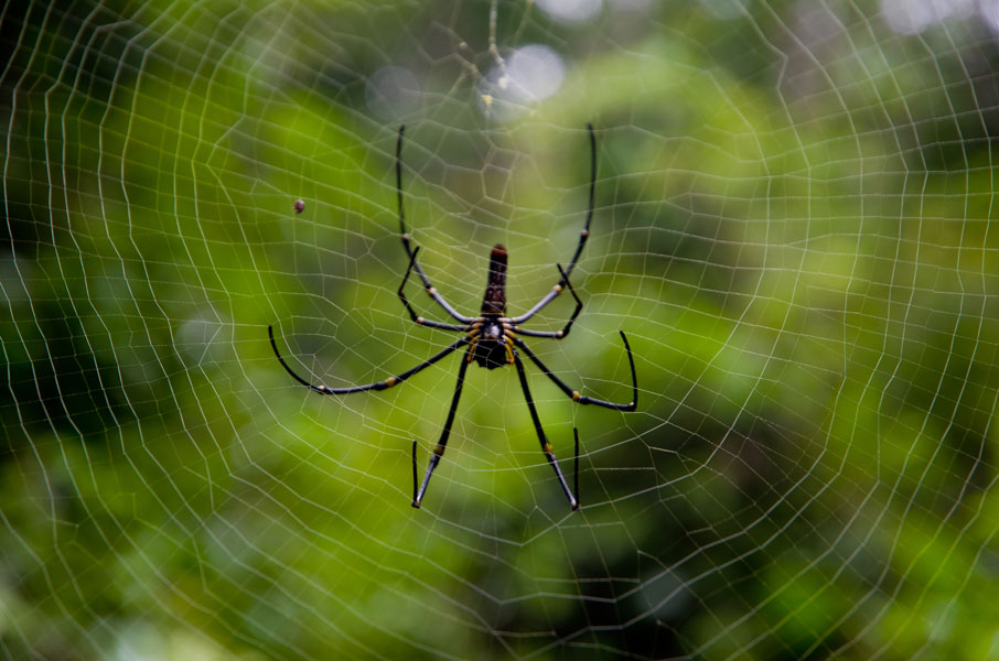 borneobakonationalparkspider.jpg