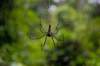 borneobakonationalparkspider_small.jpg