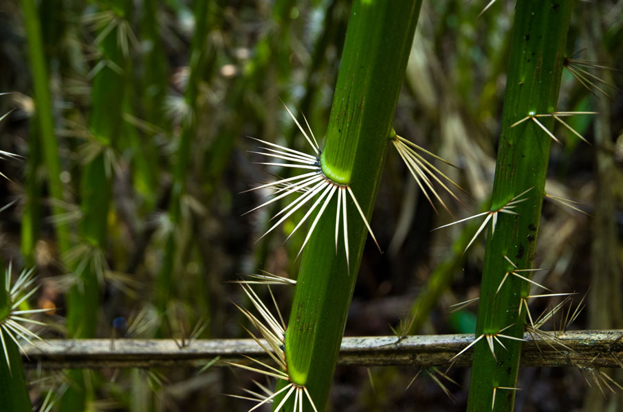 borneobakonationalparkthornystipes.jpg