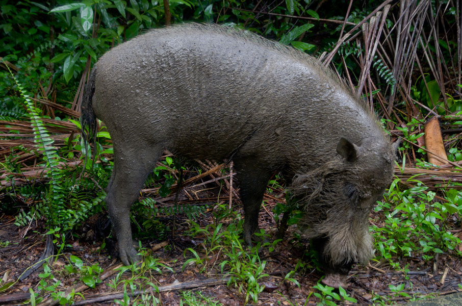 borneobakonationalparkwildboar.jpg