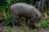 borneobakonationalparkwildboar_small.jpg