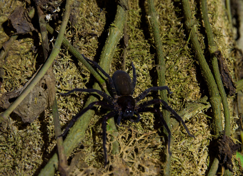 borneodanumvalleyblackspider.jpg