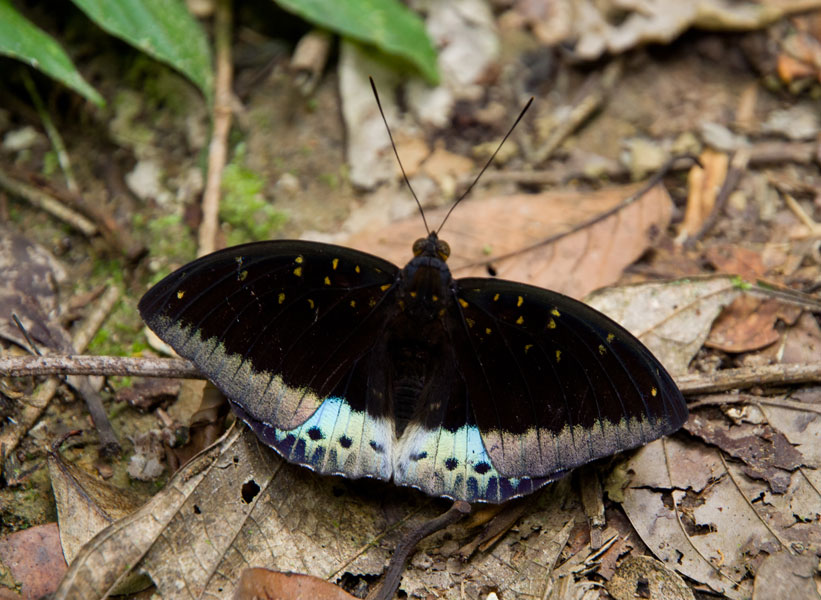 borneodanumvalleybluebutterfly.jpg