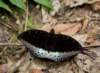 borneodanumvalleybluebutterfly_small.jpg