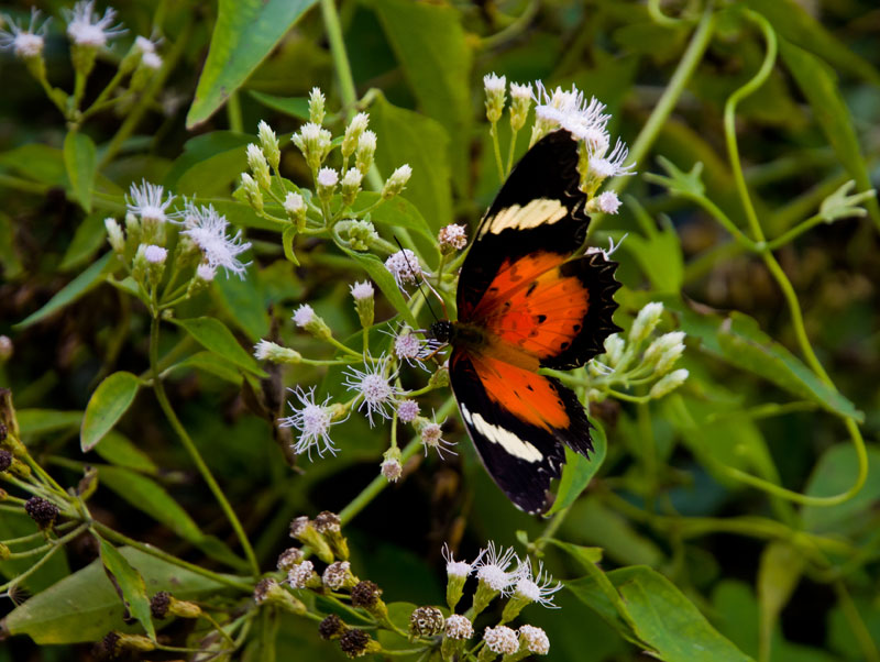 borneodanumvalleybutterfly.jpg