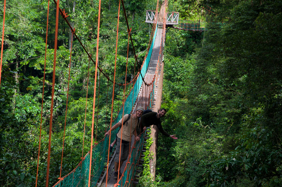 borneodanumvalleycanopy.jpg