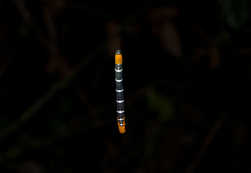 borneodanumvalleycaterpillar.jpg