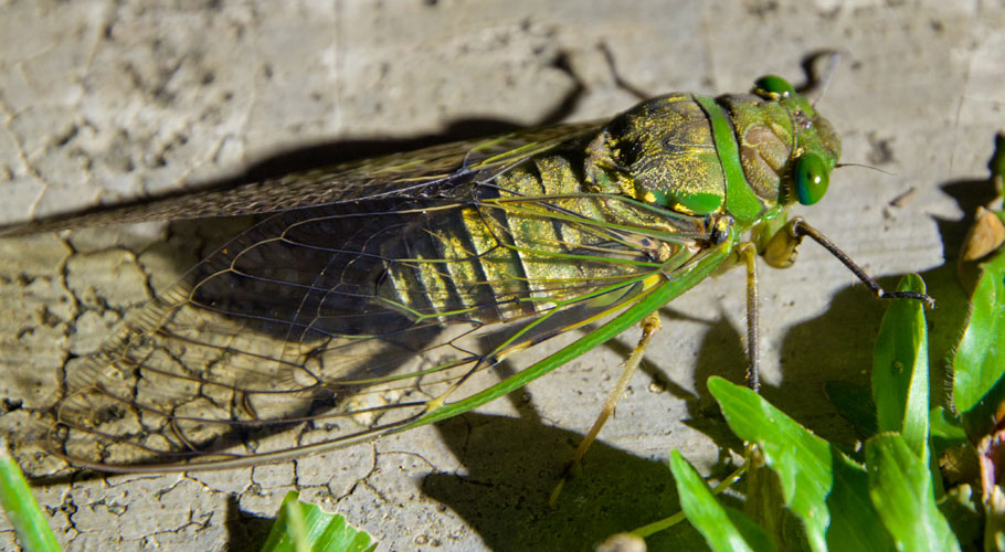 borneodanumvalleycicada.jpg