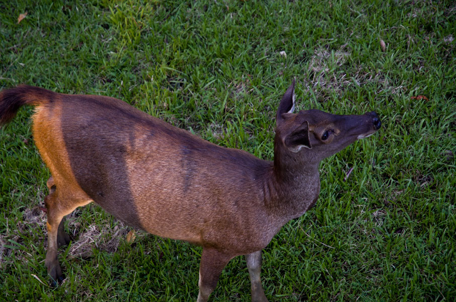 borneodanumvalleydeer.jpg