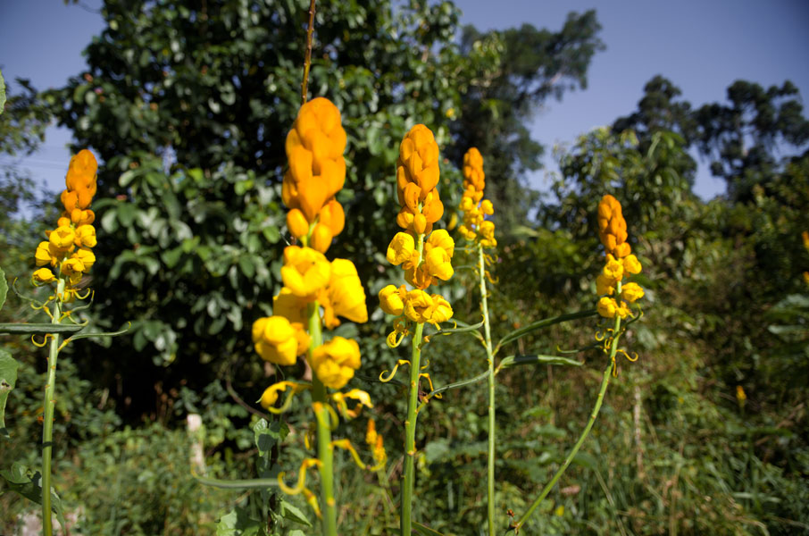 borneodanumvalleyflowers.jpg