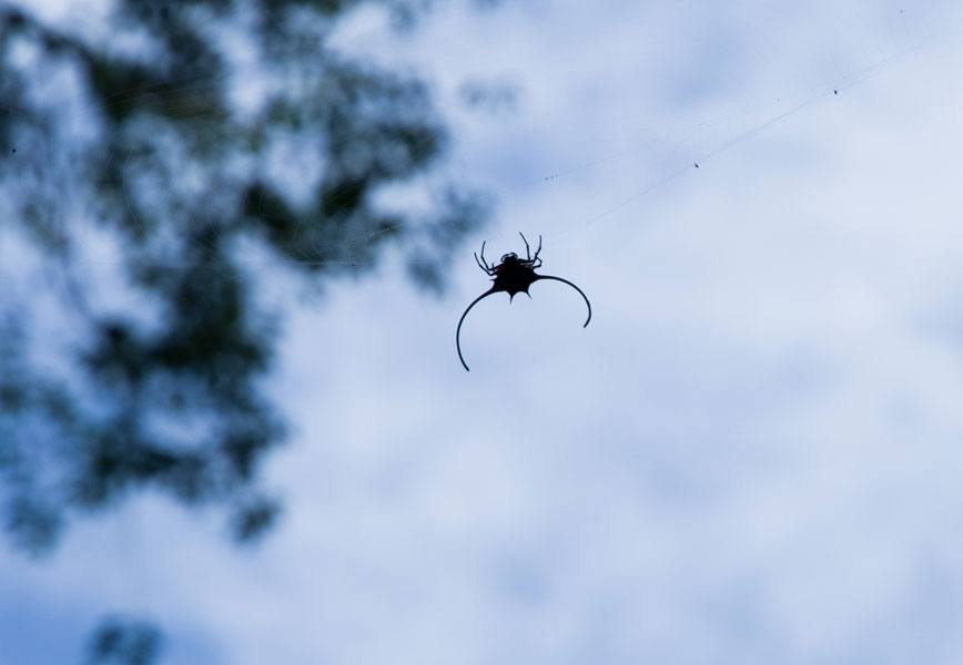 borneodanumvalleyflyingspider.jpg