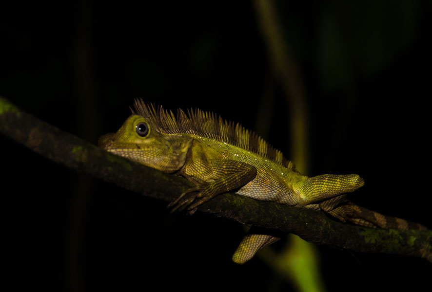 borneodanumvalleyiguana.jpg