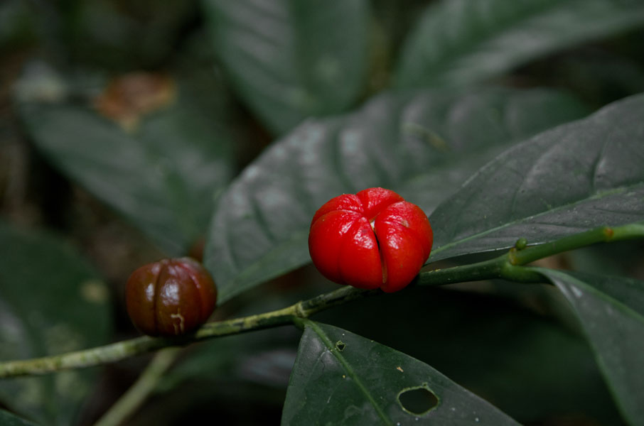 borneodanumvalleyjungleflowers.jpg