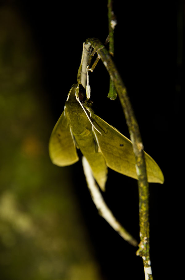 borneodanumvalleymoth.jpg