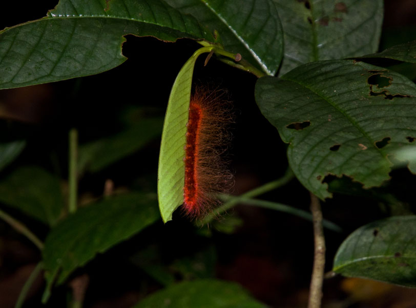 borneodanumvalleyorangecaterpillar.jpg