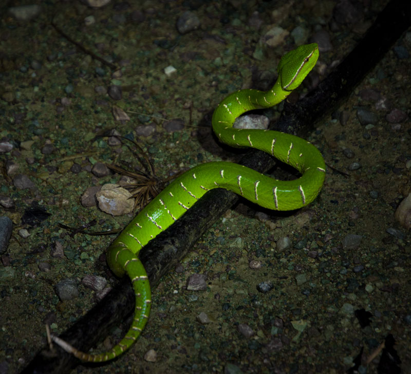 borneodanumvalleypitviper.jpg