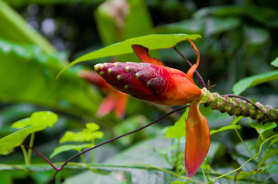 borneodanumvalleyredflower.jpg