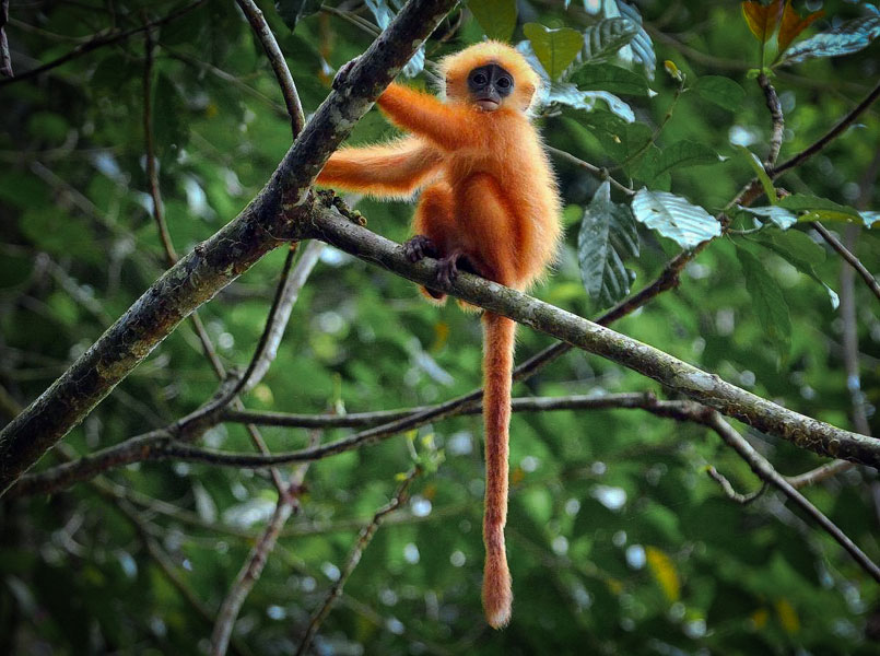 borneodanumvalleyredleafmonkey.jpg