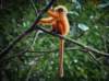 borneodanumvalleyredleafmonkey_small.jpg